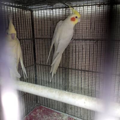 cocktails and budgies