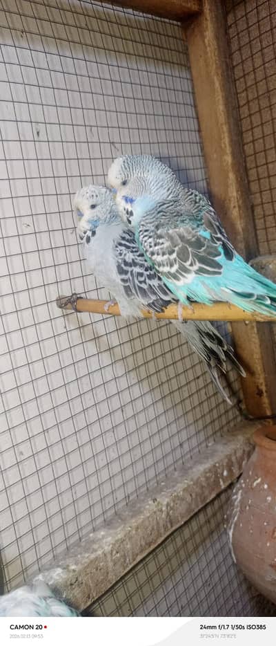 Exhibition breeders males  and pairs