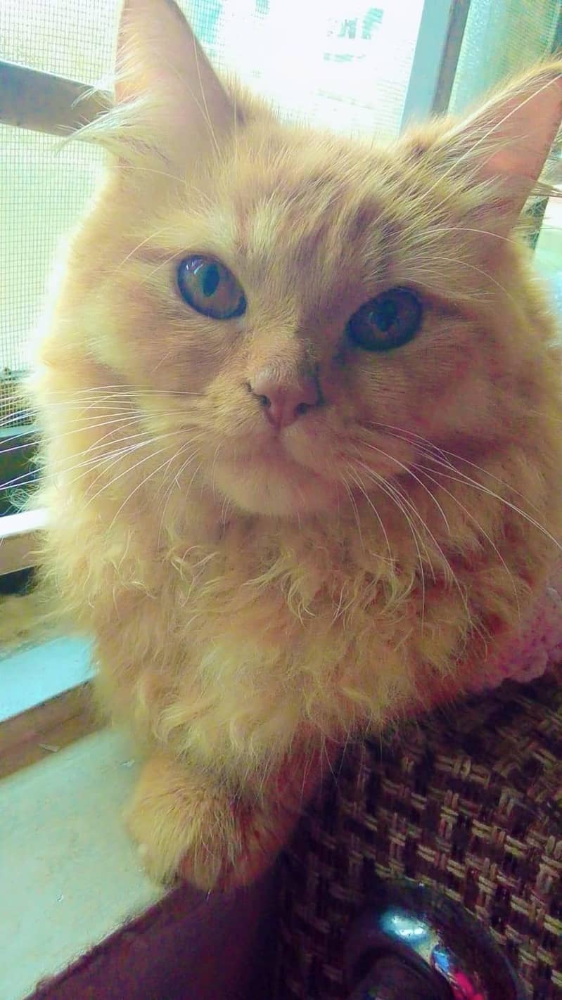 Persian Cat 4