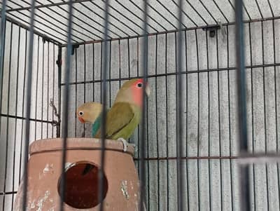 LoveBird,Cocktail,Java,Banglize,China Dove