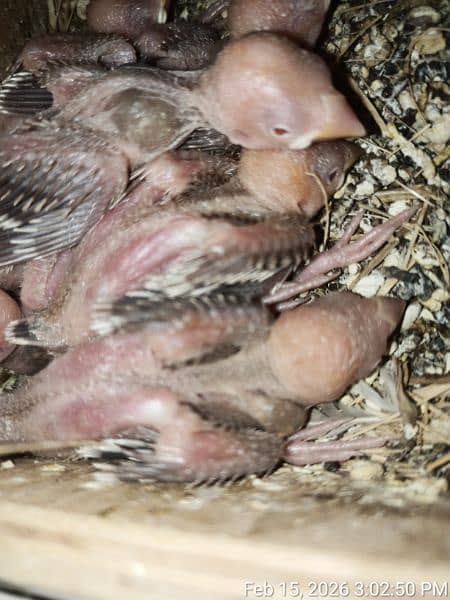 FAWN JAVA PAIR WITH 6 CHICKS 2