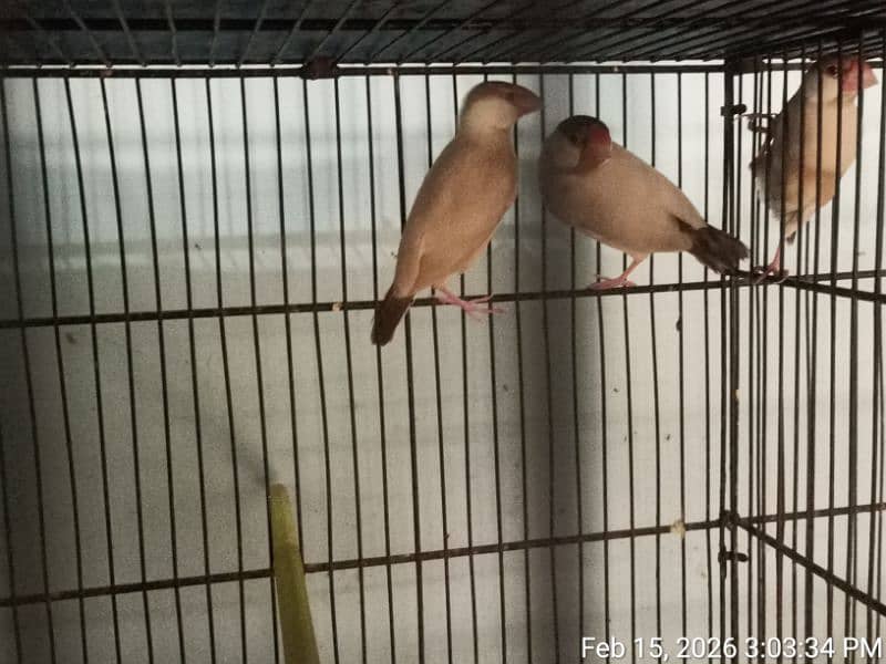 FAWN JAVA PAIR WITH 6 CHICKS 4