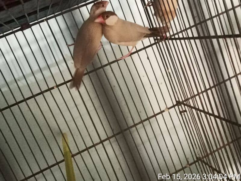 FAWN JAVA PAIR WITH 6 CHICKS 5