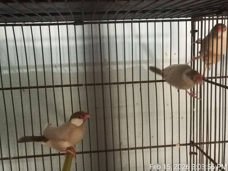 FAWN JAVA PAIR WITH 6 CHICKS 6