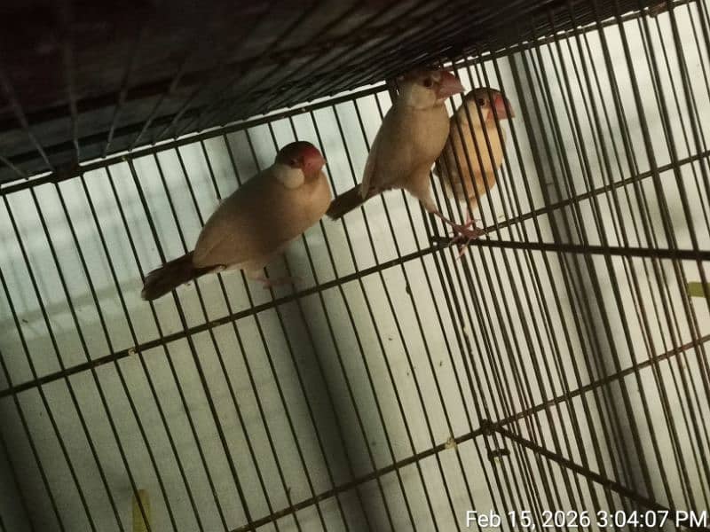 FAWN JAVA PAIR WITH 6 CHICKS 7