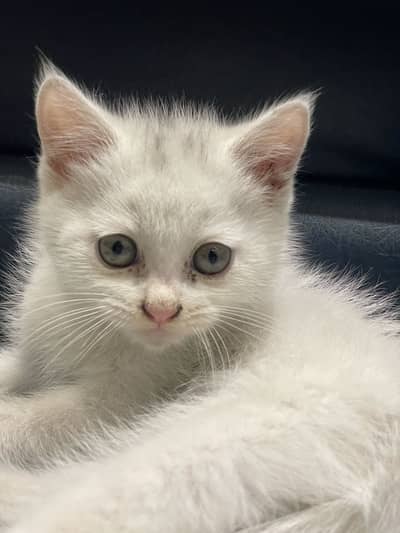 white Persian kitten