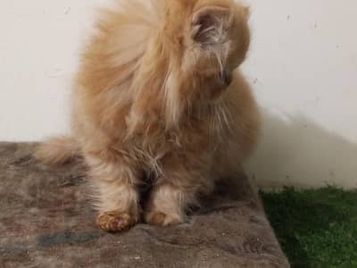 long coat\ CFA peki bloodline\one male\2female\kittens\ extreme punch
