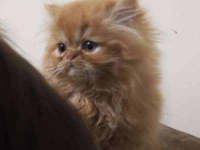 long coat\CFA\peki\peke\piki\one male\2female\kittens\extreme punch