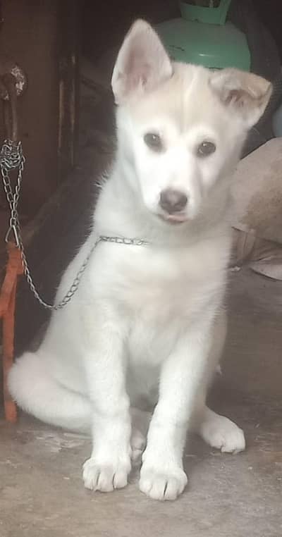 Husky and russian mix cross breed ++923244245818