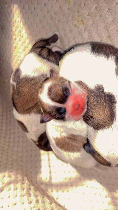 Shihtzu Puppies male or Female for sale