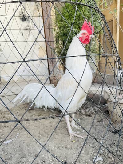 Boska bengum aseel murga