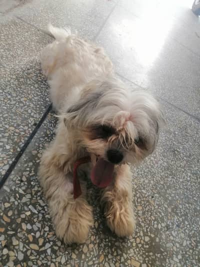 Shihtzu Pair Pedigree