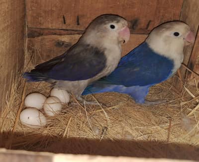 2 Breeder Split Palefallow pairs. (Price : 4000 per pair) 03116130712