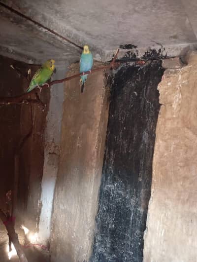 only budgies for sale 3 pair hain budgies ke
