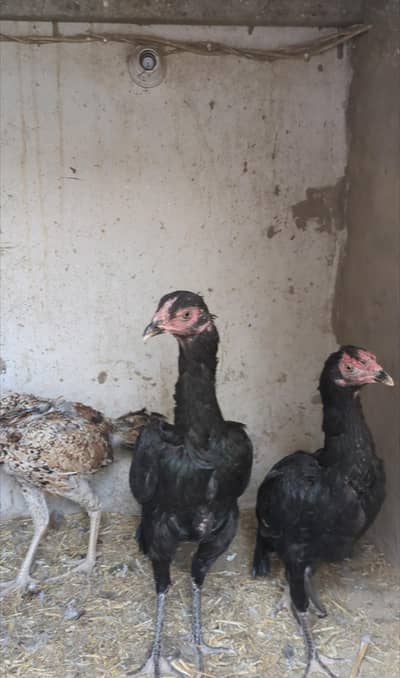 4 pathiyan / aseel females / aseel pathiyan / pathi / aseel