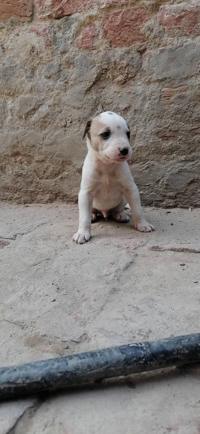 gultair male pup