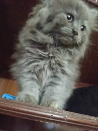 Persian kitten#punch face#fully coated#gray color