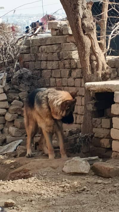 German shepherd female for sale