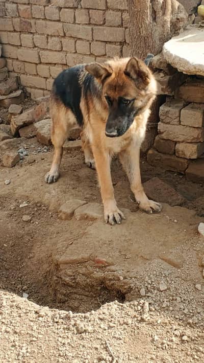 German Shepherd Female 2 Year | Healthy Active| Best for Guard & Breed