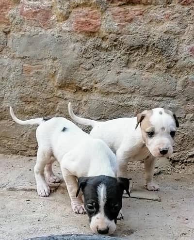 bully gultair male female pup for sale