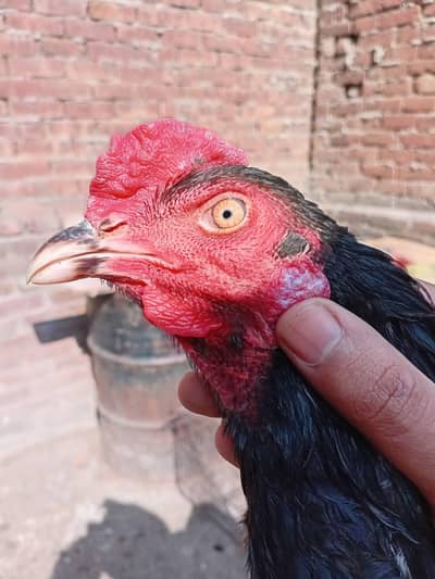 Muska aseel murga 03350661457