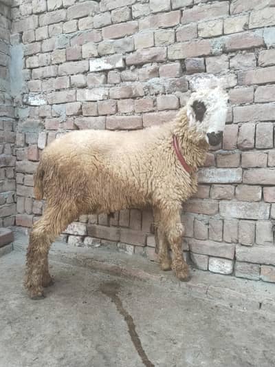 jawnar for sale hen 03007559911