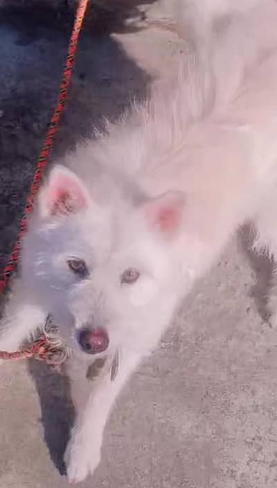 russain female for sale