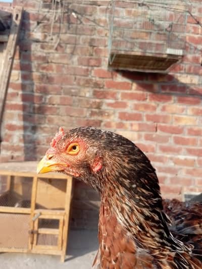 aseel murgi for sale ha