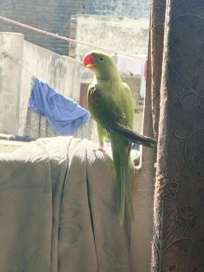 Raw parrot male for sale
