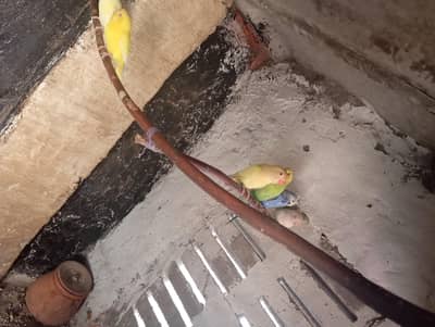 3 pair Hain budgies ke Hain breader Hain bread ke hui he