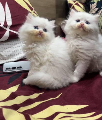 triple coated kitten