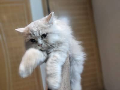 Persian kitten