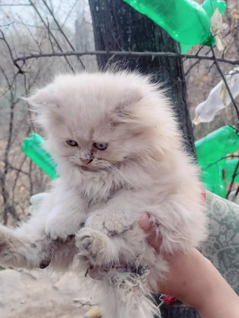 Persian cat 1