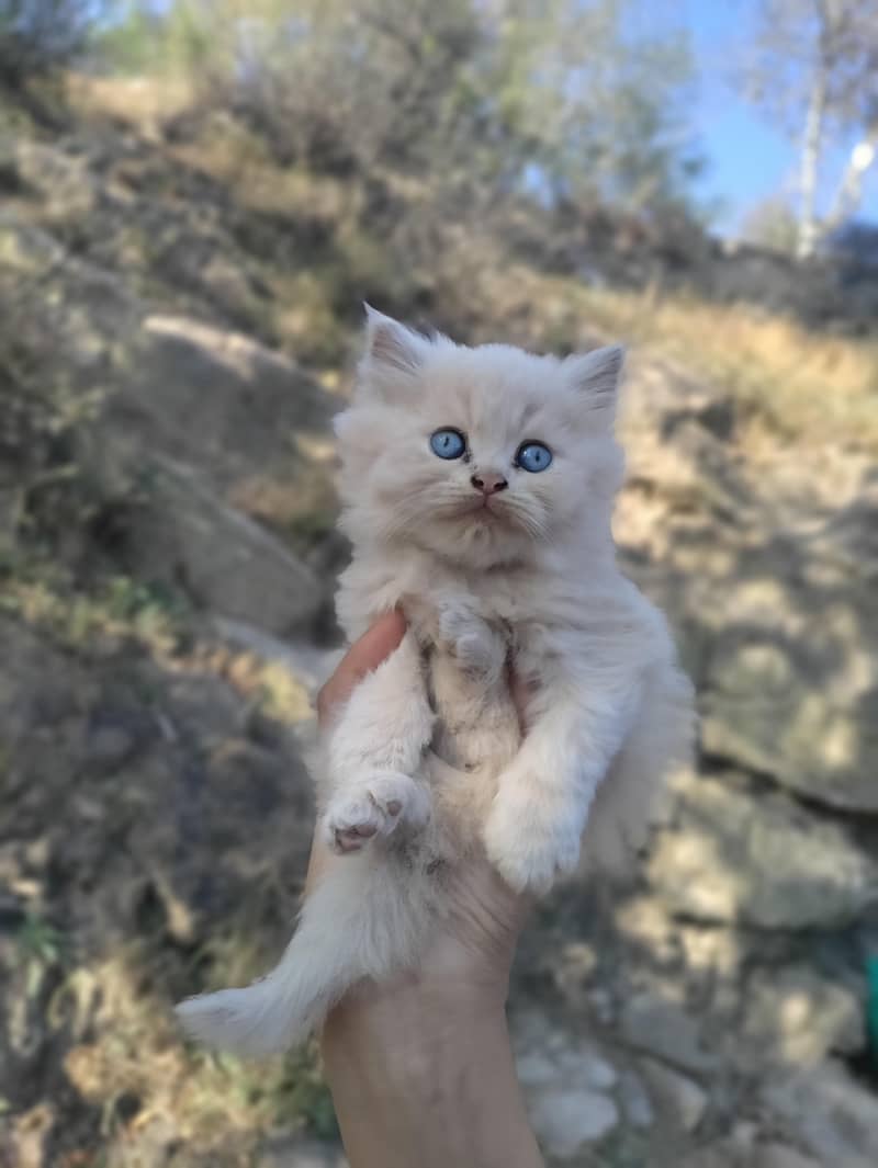 Persian cat 2