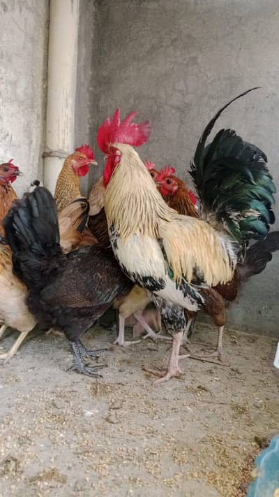 misri hens | desi hens | ando wali murgi | golden desi hens for sale