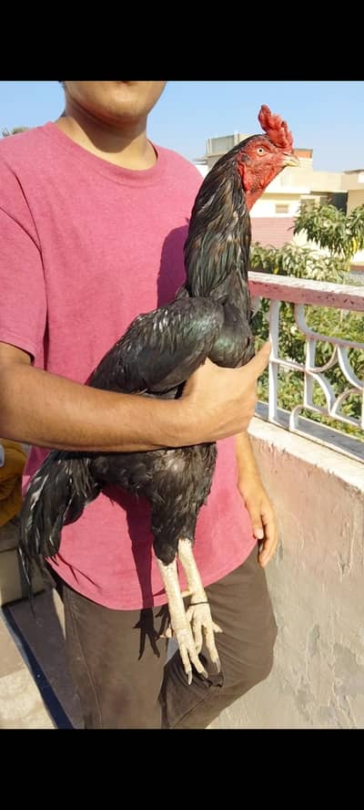 Aseel mushka lassani