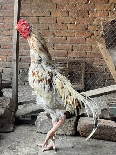 Full active & breeder male