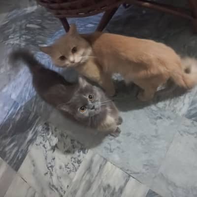 Persian Cats (Breeder Pair)