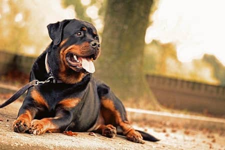 Rottwailler female for sale/Exchange