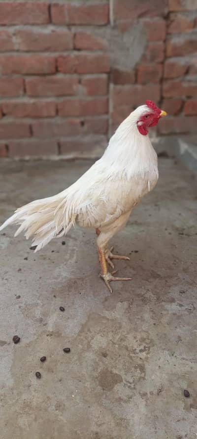 White Heera Murga for sale
