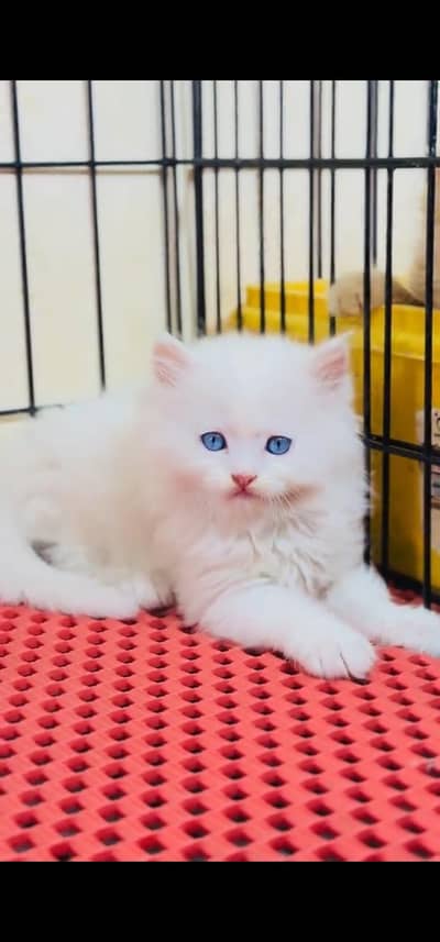 Quality Persian Punch face cat & kitten is03233614642Whatsapp