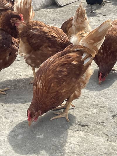 EGG LAYING STARTER  100%