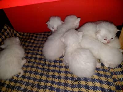Persian triple coat kittens