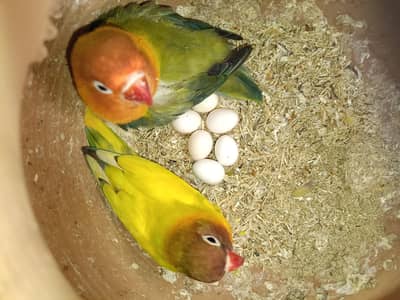 Lovebirds Pair and Pathy