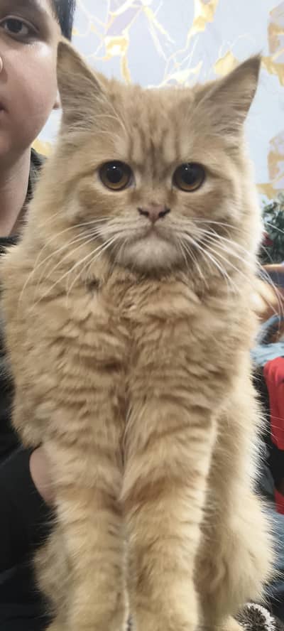 Persian cat
