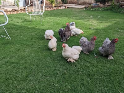 golden buff and bantam cochine