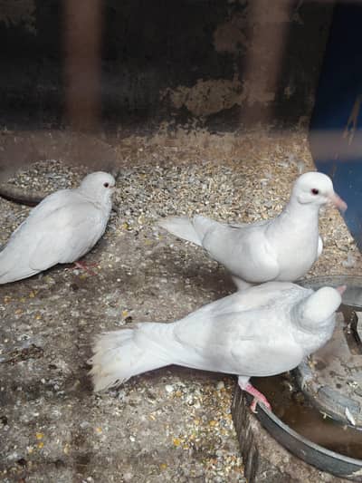 khumra Dove Peper white