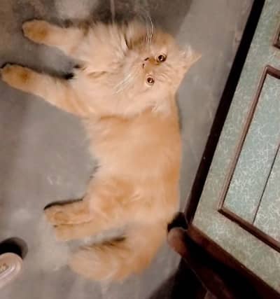 Persian male cat available for Adoption