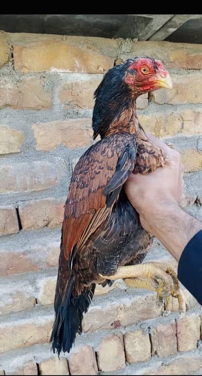 Amroha Madi zero size