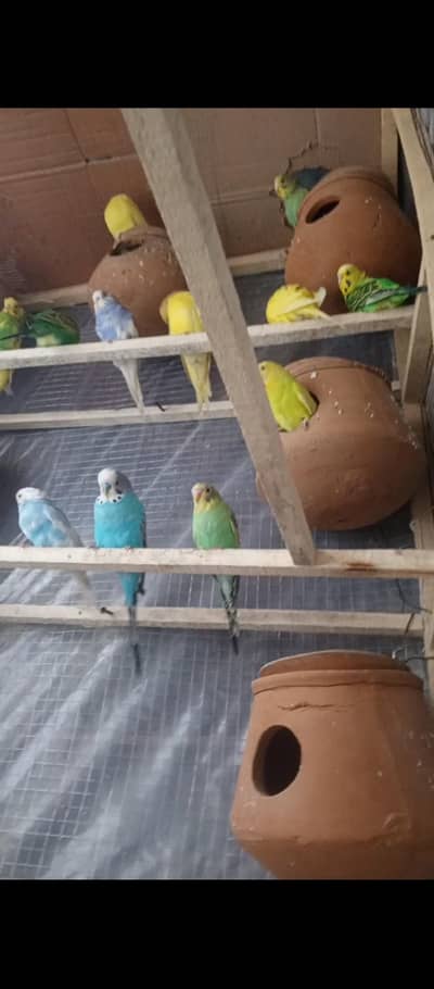 Australian breeder pair